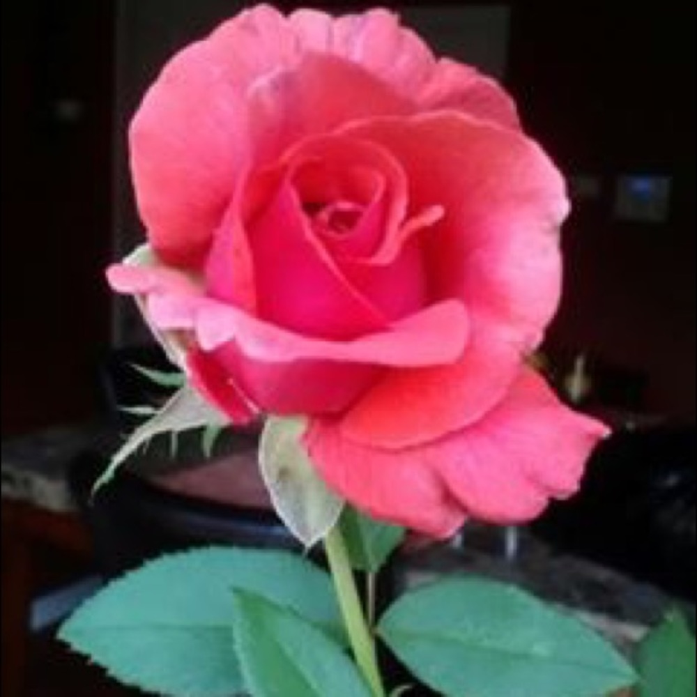 Meet your Posher, Rosemary